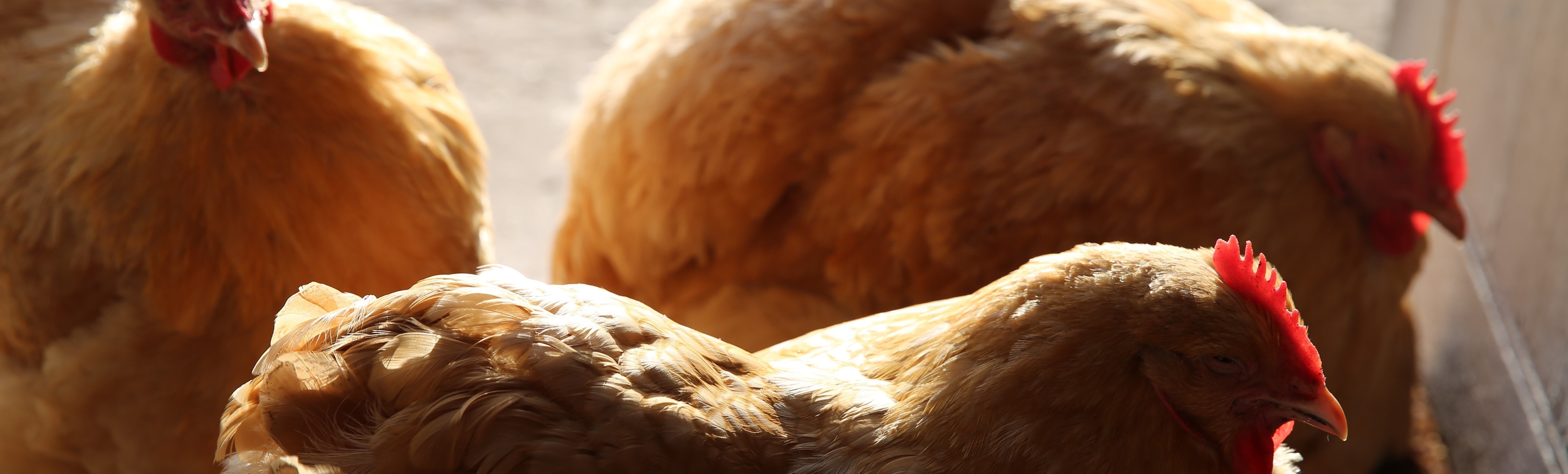 Decorative photo of the resident chickens at the Old Storehouse