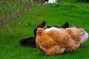 Photo of the chickens